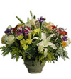 Colourful Abundance